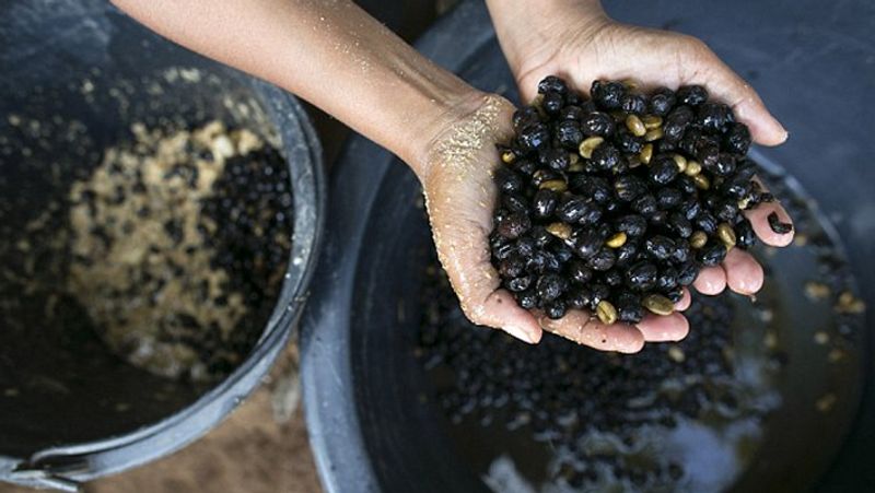 Most expensive coffee picked from elephant dung served in 5 star restaurant