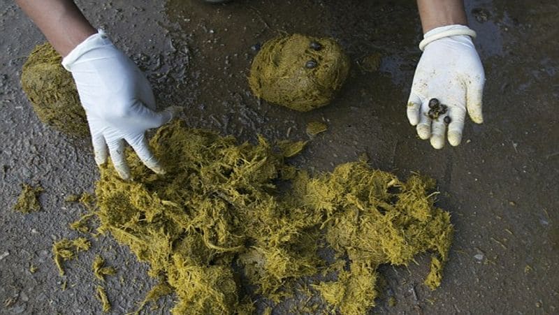 Most expensive coffee picked from elephant dung served in 5 star restaurant
