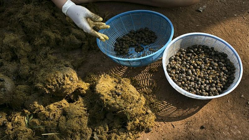 Most expensive coffee picked from elephant dung served in 5 star restaurant
