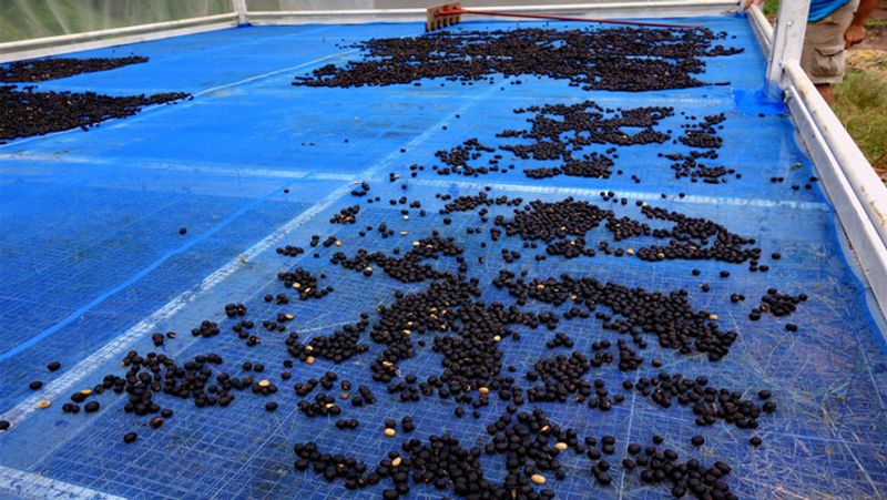Most expensive coffee picked from elephant dung served in 5 star restaurant