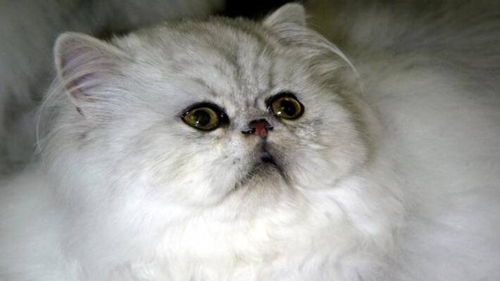 Lost cat reached owner through Facebook after 3 years Lost cat reached owner through Facebook after 3 years