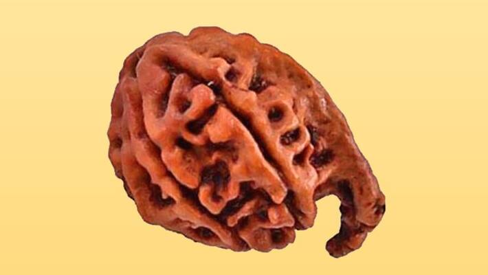 Ganesh Chaturthi: This rudraksha is a form of Lord Ganesh, Know it's benefits Ganesh Chaturthi: This rudraksha is a form of Lord Ganesh, Know it's benefits