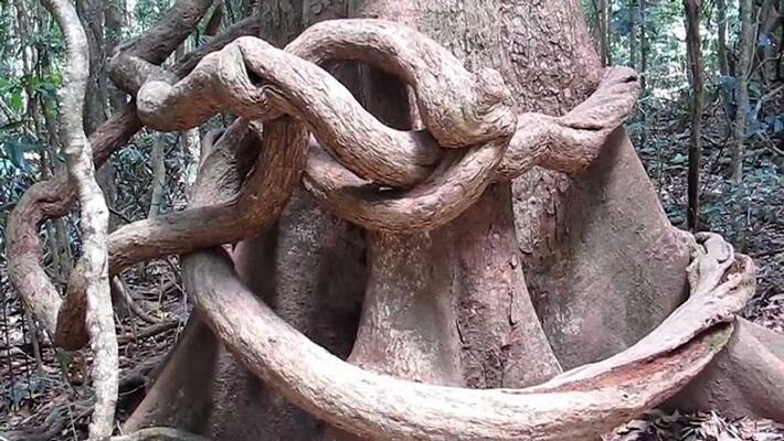 If a tree rains, cries and sings, know peculiar facts If a tree rains, cries and sings, know peculiar facts