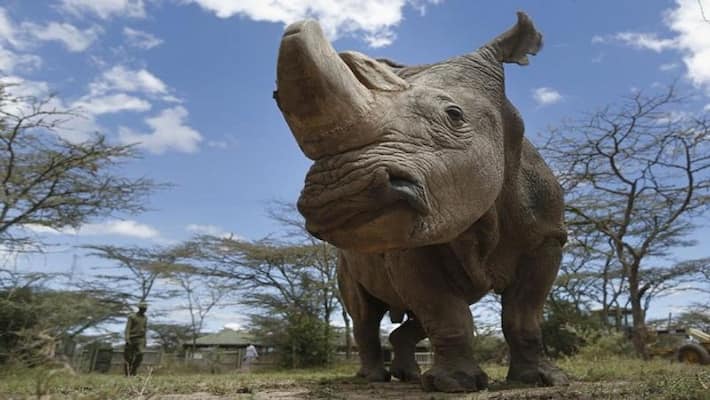 When the rhinoceros took this dreadful step, everyone was shocked When the rhinoceros took this dreadful step, everyone was shocked