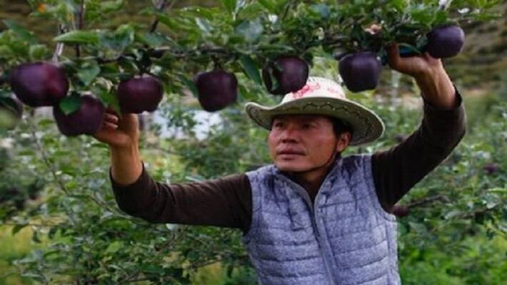 This is the world's most expensive apple, price will be shocked This is the world's most expensive apple, price will be shocked