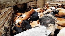 Maharashtra: Stray dogs found dead with legs, muzzles tied