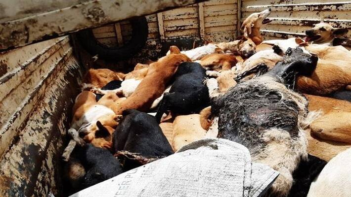90 Street dogs dead bodies found killed in Maharashtra