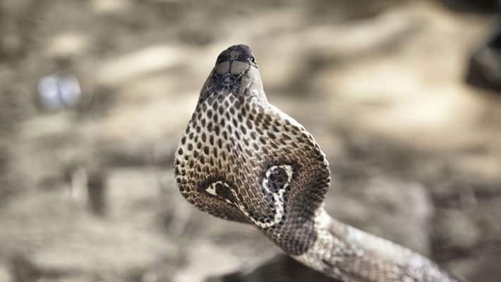 Kakinada: With floodwaters come snakes, terrify people Kakinada: With floodwaters come snakes, terrify people