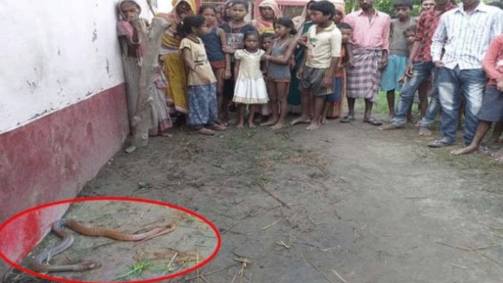 snake death after biting farmer in patna snake death after biting farmer in patna