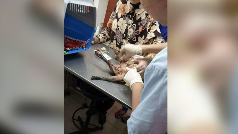 महिला ने बिल्ली के बच्चों को उठाकर अलग किया और तुरंत बिल्ली को डॉक्टर के पास ले गई। इसके बाद उसका इलाज किया गया।