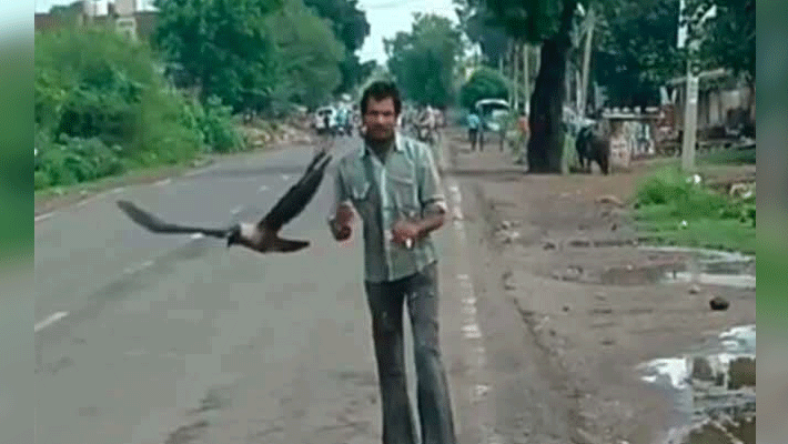 if the crow come and cross infront of you very frequently just do few things if the crow come and cross infront of you very frequently just do few things