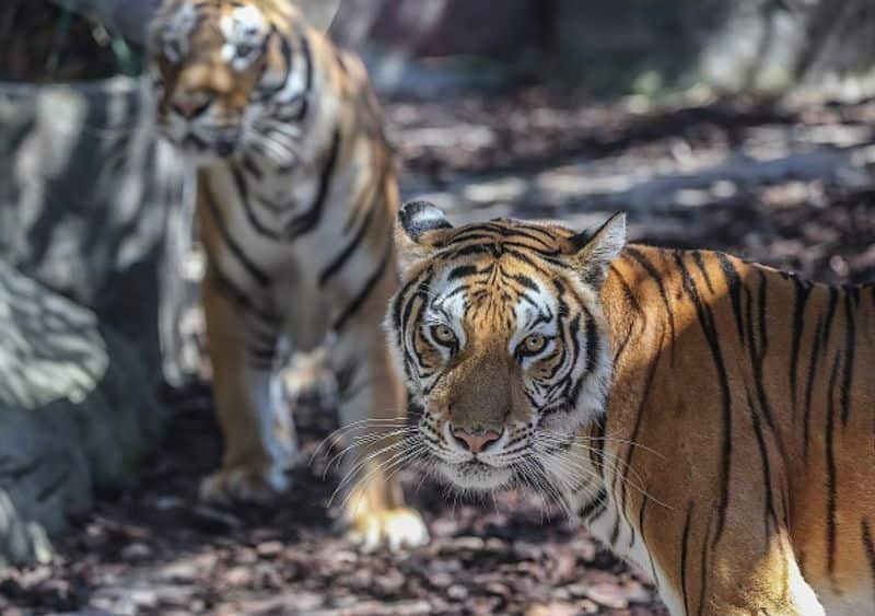 Royal Bengal Tigers in the Sunderban National Park is a popular tiger reserve and a biosphere reserve. It is located in West Bengal. It is situated on the Sunderban Deltas formed by the river Ganges in the Bay of Bengal.