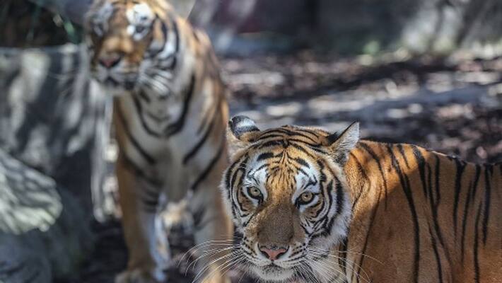 Camera trapping started to know the number of tigers in the Sundarbans bpsb Camera trapping started to know the number of tigers in the Sundarbans bpsb