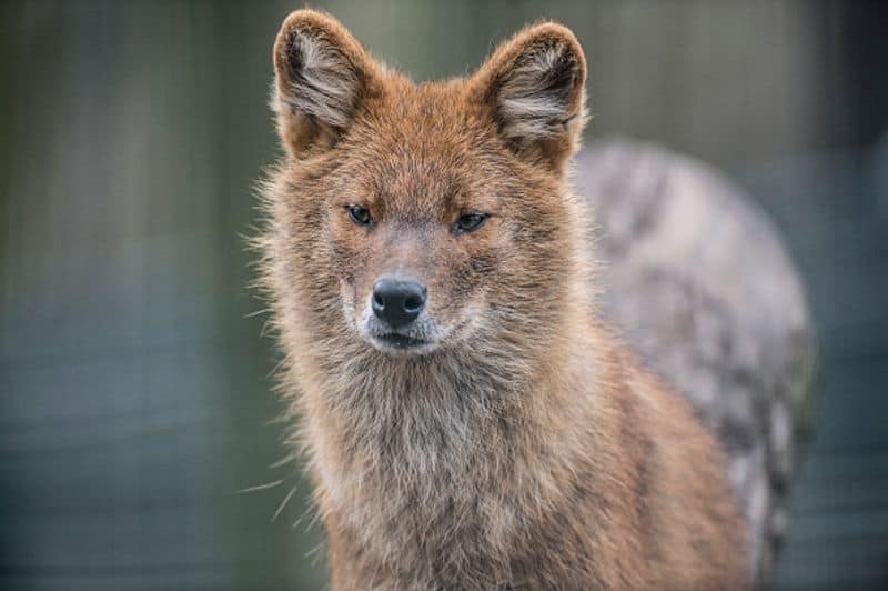 Indian Wild Dog or Dhole is one of the top predators in the wild forest. They do live in packs, hunting cooperatively and they are highly social animals. Dhole is found in national parks of Kashmir, Madhya Pradesh, Assam,  Bengal, Gujarat Nilgiri Biosphere reserve of south India.