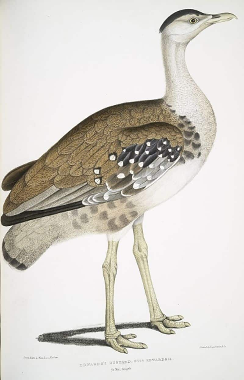 The Great Indian Bustard is one of the world’s heaviest flying birds. It is one of the rarest birds of the Indian subcontinent. This bird is found only in some parts of Maharashtra, Gujarat and Rajasthan.