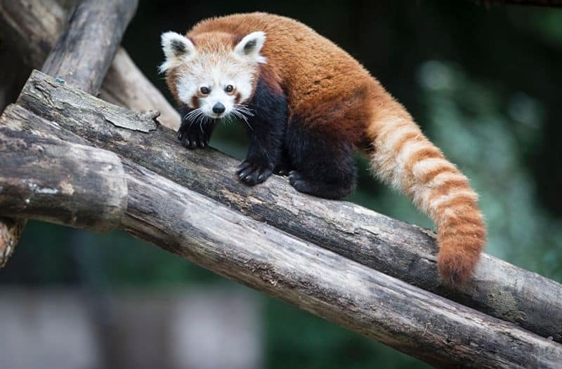 Indian Red Panda is also known as the Red Fox. There are two kinds of Red Pandas in the world, only one variety is found in India.