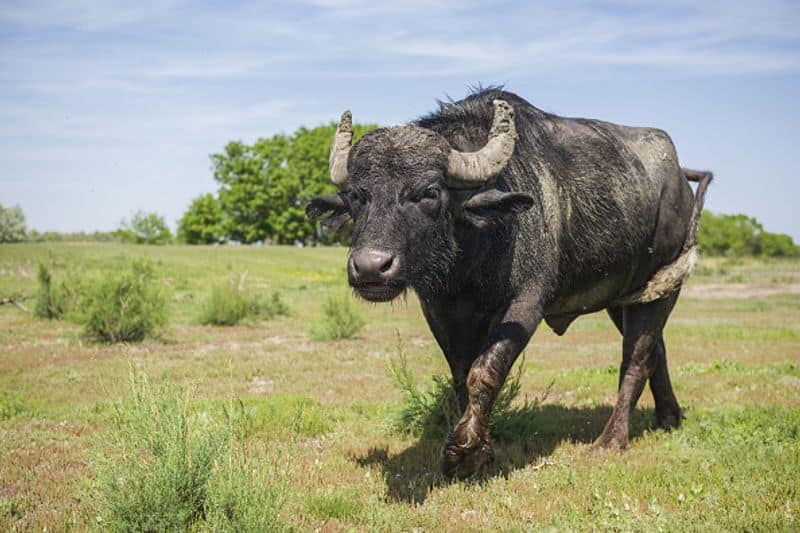 Indian Wild Water Buffalo is mostly seen in the Indian subcontinent. It is mostly found in Assam. They are largely restricted to in and around Kaziranga and Manas national parks.