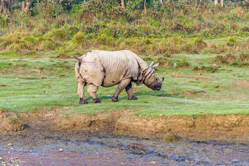 The Great Indian Rhinoceros or One Horned Rhinoceros are found in India. The Indian Rhinoceros has a single black horn which is present in both male and female species.