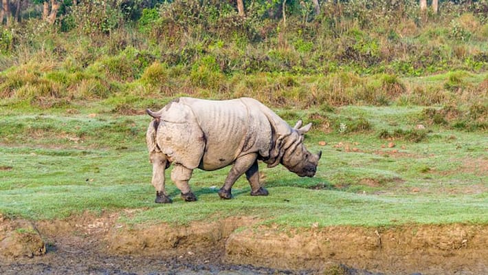Two Rhino dies with a few hours in Jaldapara National Park Two Rhino dies with a few hours in Jaldapara National Park