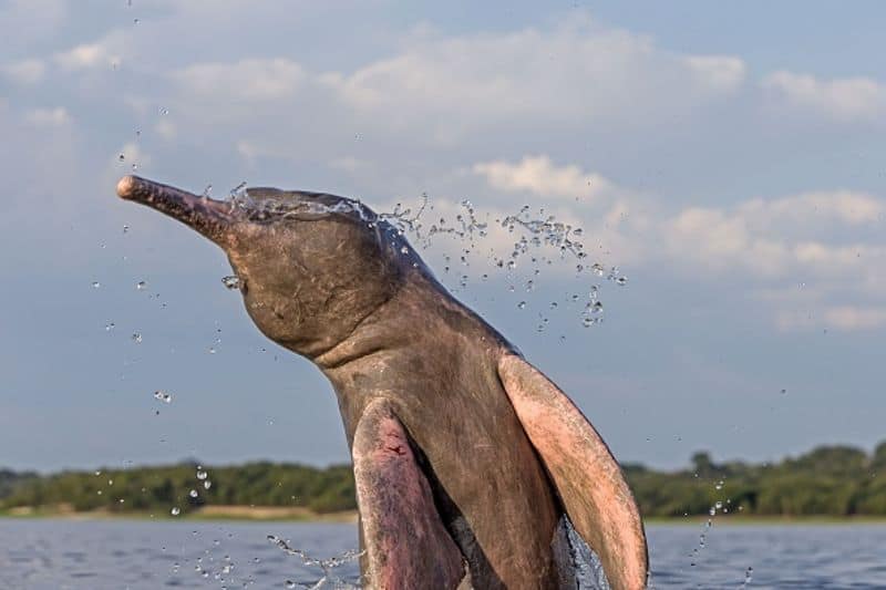 The Ganges River Dolphin is a member of the Cetacea family. Dolphins are primarily found in the Ganges and Brahmaputra Rivers and their tributaries in India.