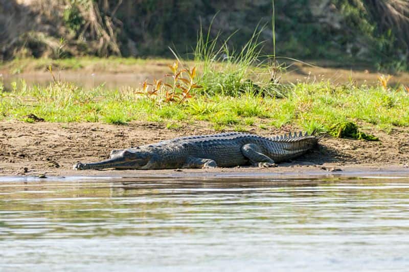 The Gharial is one of the crocodilians found in India and they are the longest living crocodilians. The Gharial is listed as a most critically endangered species in India.