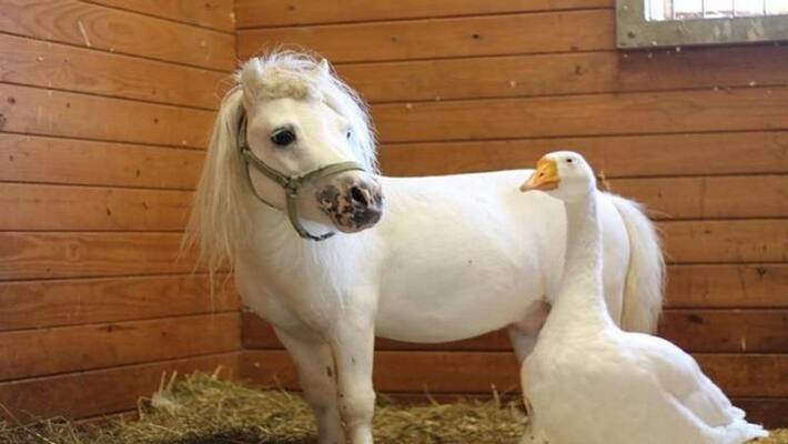 This horse and goose friendship is unmatched, can never live apart This horse and goose friendship is unmatched, can never live apart