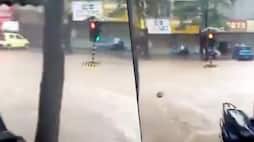 Viral video: Traffic stranded but signal floats due to heavy rains in Mumbai