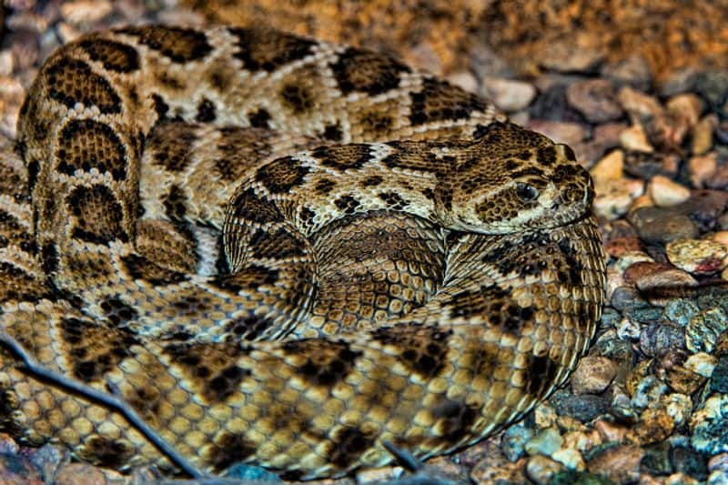 Snake Island, Brazil: The Island of Snakes is located off the coast of Sao Paulo, Brazil. The venom of certain snakes found here is so powerful that it actually melts human flesh.