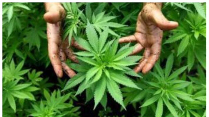 man arrested for planting ganja in homes Terrace man arrested for planting ganja in homes Terrace
