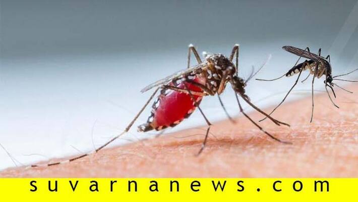 Girl Dead for Dengue Fever in Mariyammanahalli in Ballari District Girl Dead for Dengue Fever in Mariyammanahalli in Ballari District