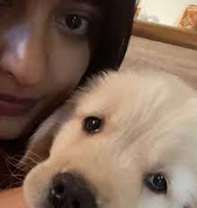 Tollywood Heroines With Their Cute dogs