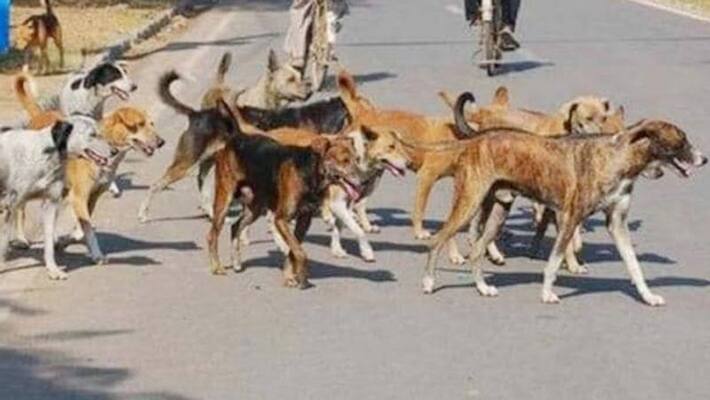 100 street dogs found on the road, 90 killed, 10 alive 100 street dogs found on the road, 90 killed, 10 alive