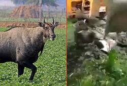 Bihar: Watch how mercilessly a nilgai is buried alive!