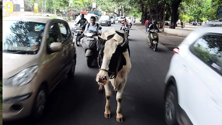 MP collector unique initiative for cow left on the road side in Rajgarh MP collector unique initiative for cow left on the road side in Rajgarh