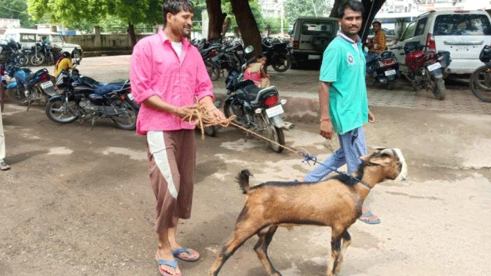 nteresting case police remained goat locked in police station in morena mp nteresting case police remained goat locked in police station in morena mp