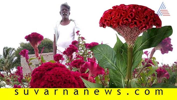 Chitradurga Challakere Farmer get 2000 rupees weekly as revenue from Red Velvet flower Chitradurga Challakere Farmer get 2000 rupees weekly as revenue from Red Velvet flower