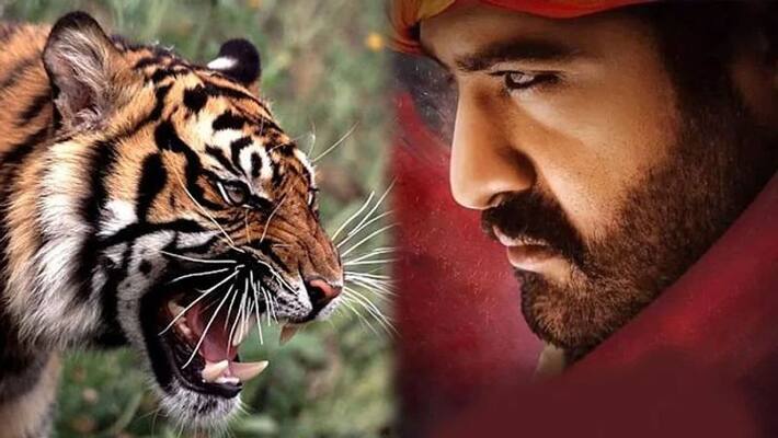 Jr NTR fighting with Real Tiger in Bulgaria Jr NTR fighting with Real Tiger in Bulgaria