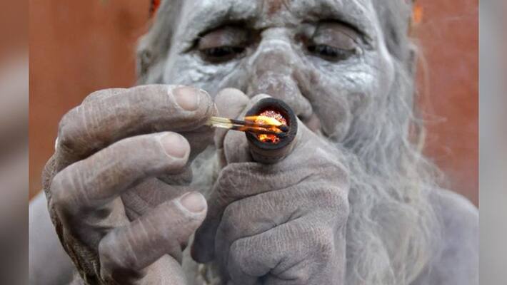 Top 10 list of global weed list includes two indian states Top 10 list of global weed list includes two indian states