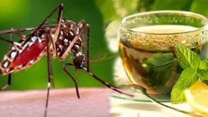 Chikungunya Diet: Best Foods For Better Recovery From Chikungunya Chikungunya Diet: Best Foods For Better Recovery From Chikungunya