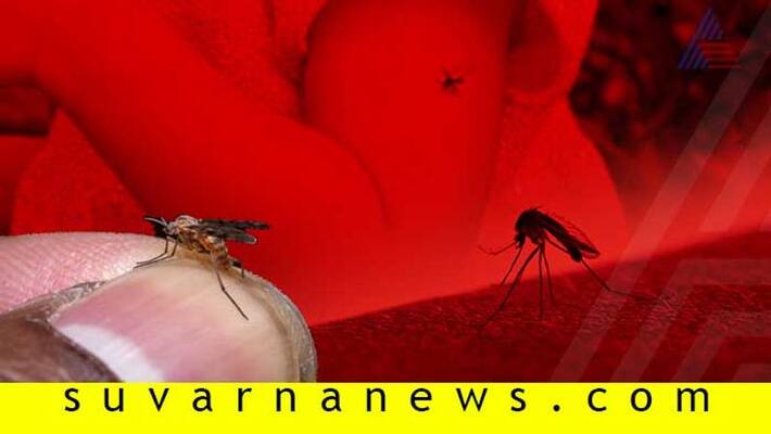 Did you know Dengue mosquitoes breed in clean Water Did you know Dengue mosquitoes breed in clean Water
