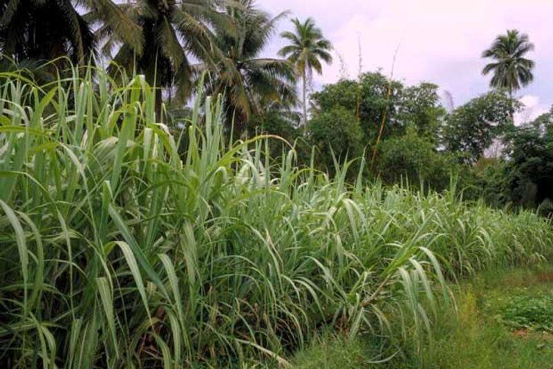 Ramadoss demands to raise the procurement price of sugarcane in Tamil Nadu KAK