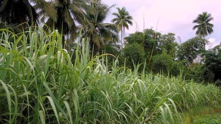 minister K gopalaiah Assure To Farmers About Sugar Cane Price snr minister K gopalaiah Assure To Farmers About Sugar Cane Price snr