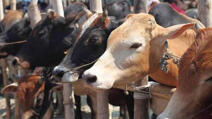 Dont Care To cow-slaughter-act 4 Cases In a June Month at udupi rbj Dont Care To cow-slaughter-act 4 Cases In a June Month at udupi rbj