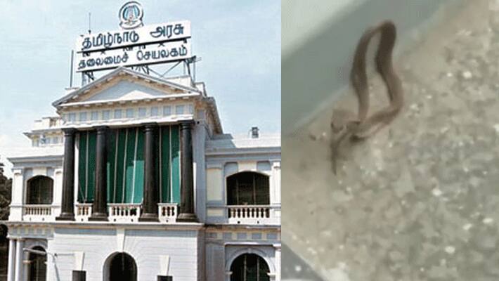 tamil nadu secretariat snake was caught