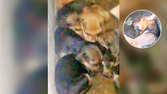 owner of a butcher shop slashed a stray dog to death in goregoan of mumbai owner of a butcher shop slashed a stray dog to death in goregoan of mumbai