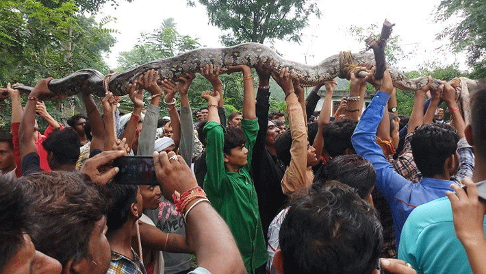 tuffed with 12 foot python in village of rajasthan Banswara tuffed with 12 foot python in village of rajasthan Banswara