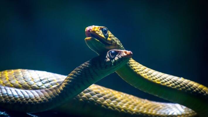 Talking to husband over phone, UP woman sits on snakes gets bitten and dies Talking to husband over phone, UP woman sits on snakes gets bitten and dies