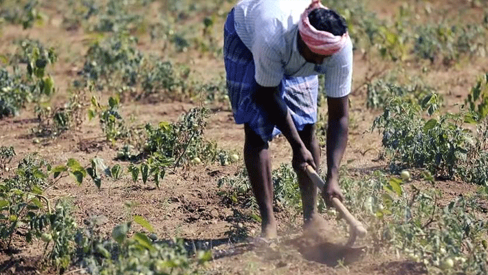 labour got diamond from his field in mandhra pradesh labour got diamond from his field in mandhra pradesh