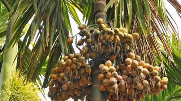 Severe decline in yield Of Areca nut crop snr