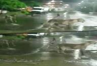 Watch Pride of lions stealthily walk across busy road in Gujarat video viral